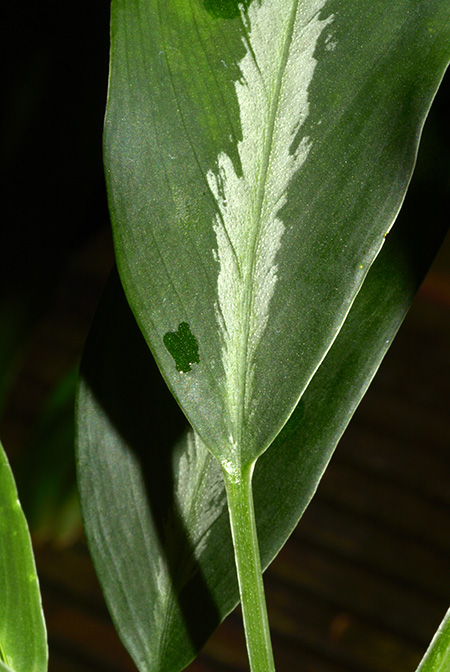 Colobogynium tecturatum