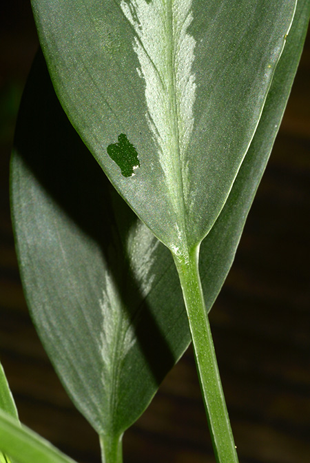 Colobogynium tecturatum