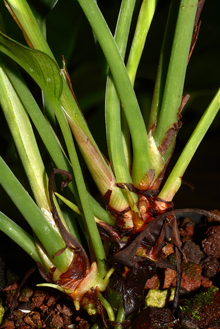 Colobogynium tecturatum