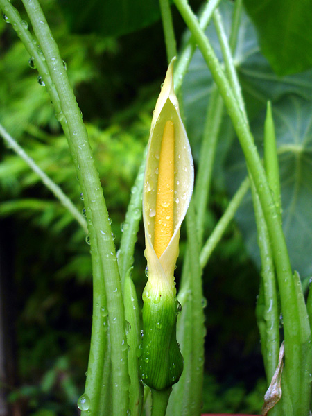 Colocasia affinis