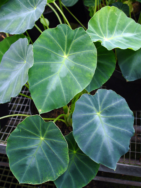 Colocasia affinis