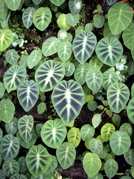 Colocasia affinis