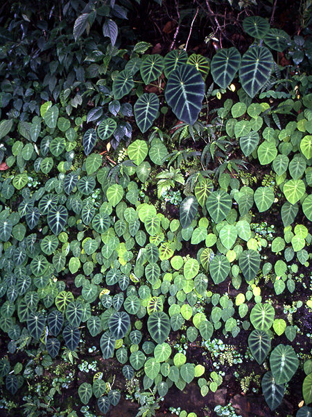 Colocasia affinis