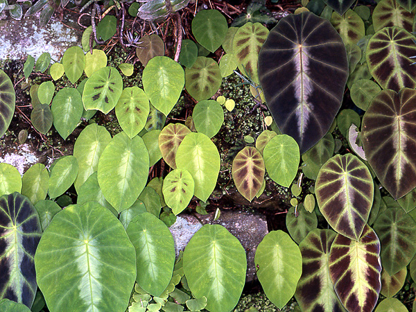 Colocasia affinis