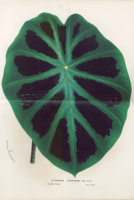 Colocasia affinis