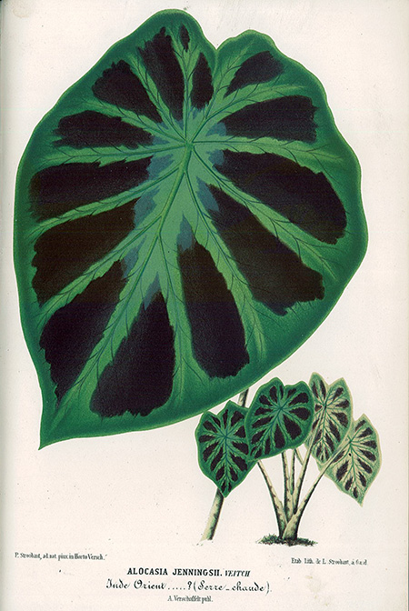 Colocasia affinis