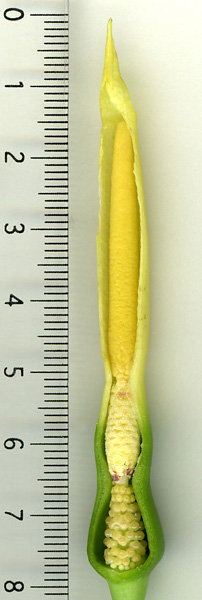 Colocasia affinis
