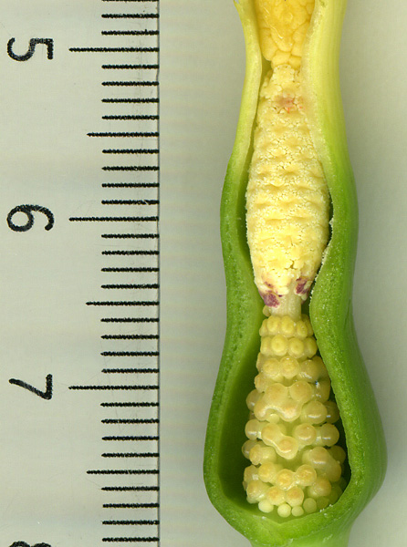 Colocasia affinis