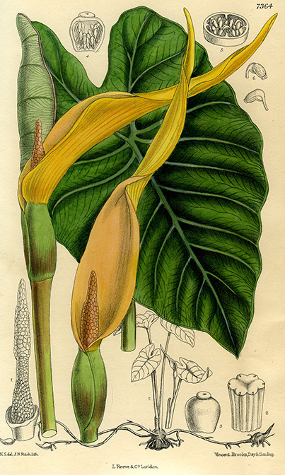 Colocasia antiquorum