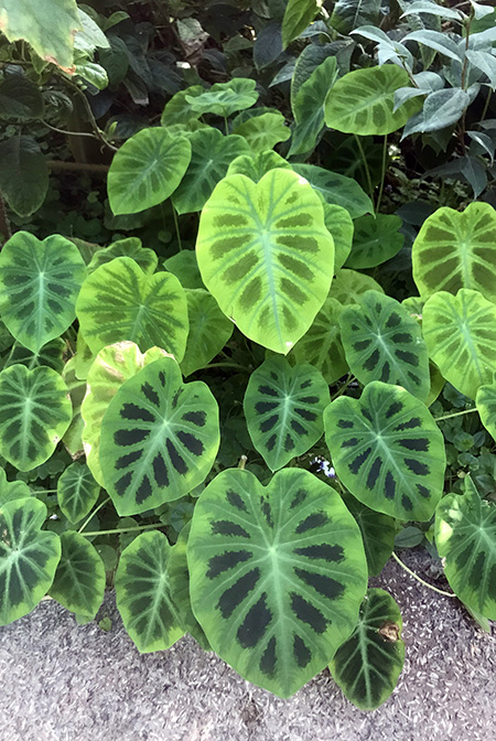 Colocasia bicolor