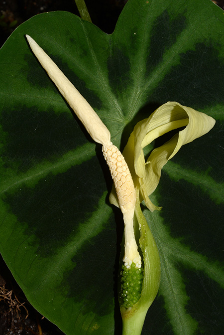 Colocasia bicolor