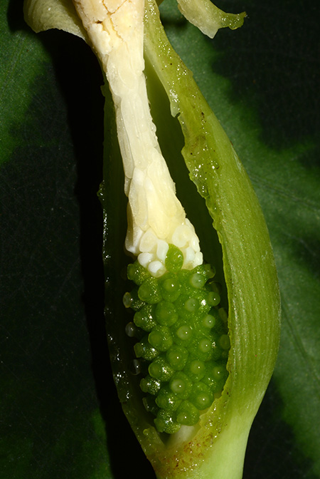 Colocasia bicolor