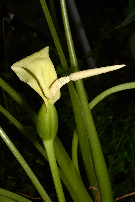 Colocasia bicolor