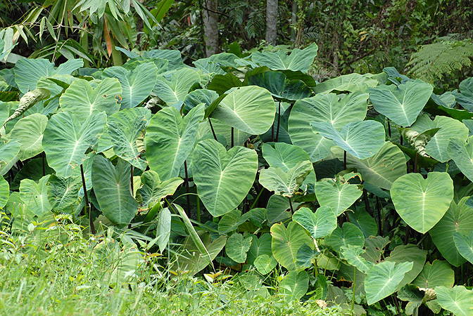 Colocasia esculenta