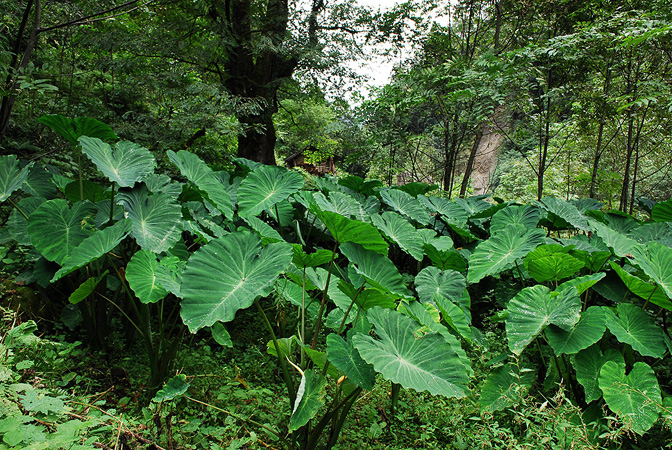 Colocasia esculenta