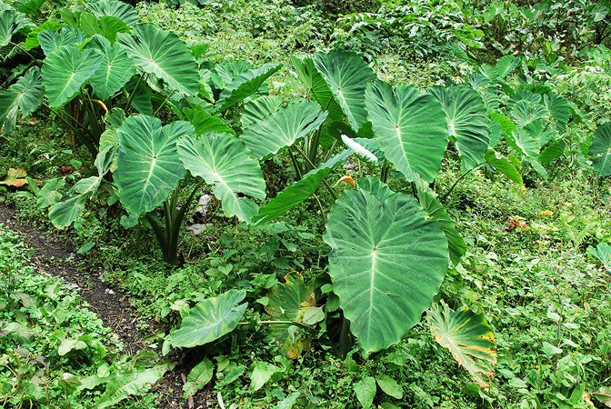 Colocasia esculenta