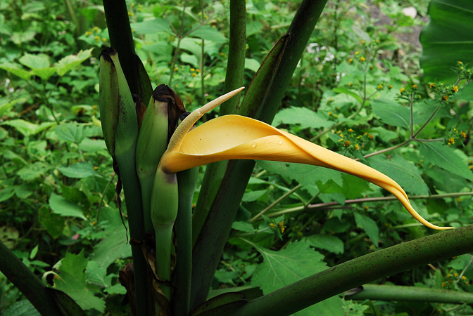 Colocasia esculenta