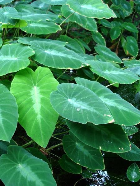 Colocasia fallax