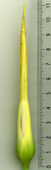 Colocasia fallax