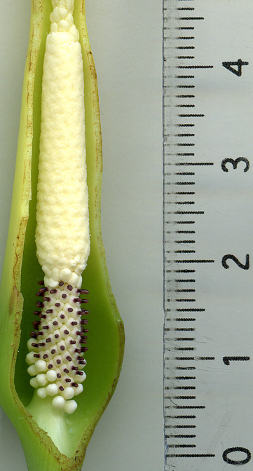 Colocasia fallax