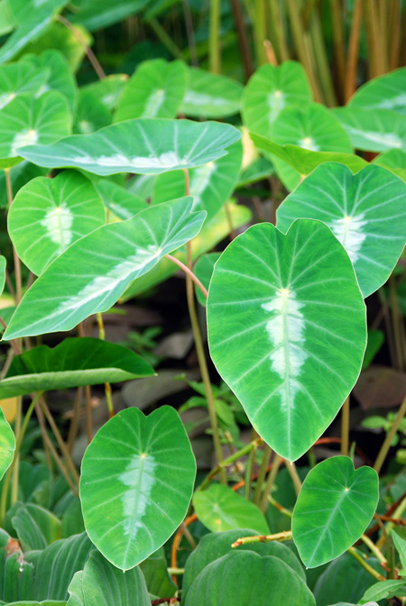 Colocasia fallax