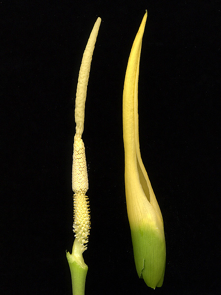 Colocasia fallax