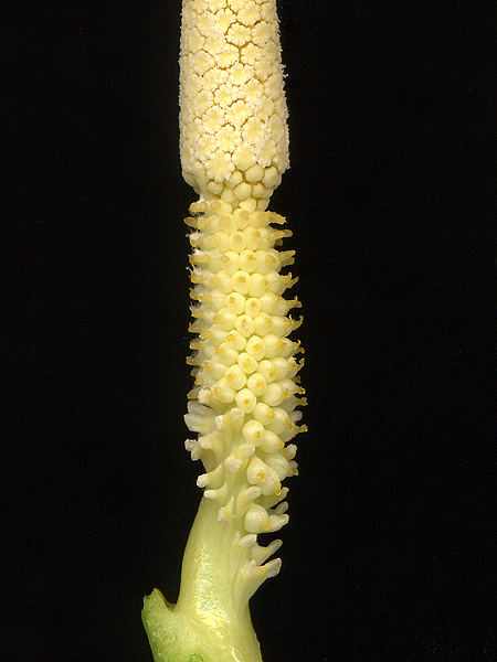 Colocasia fallax
