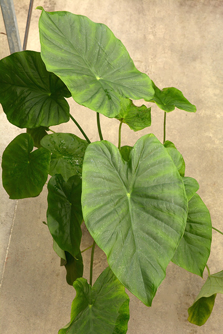 Colocasia menglaensis