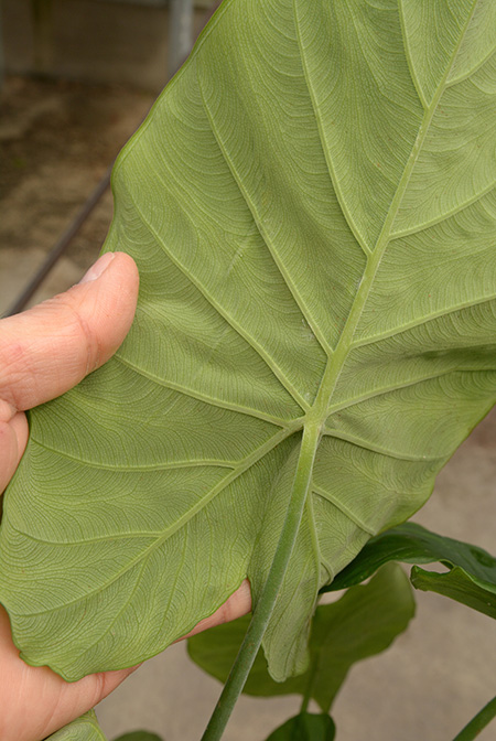 Colocasia menglaensis