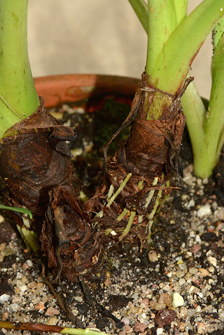 Colocasia menglaensis