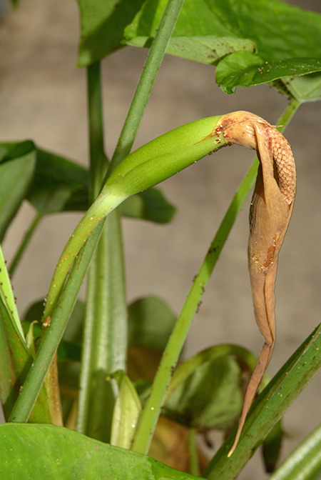 Colocasia menglaensis
