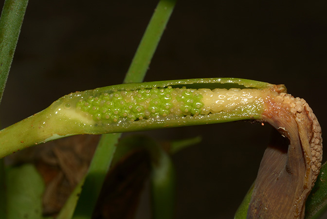 Colocasia menglaensis
