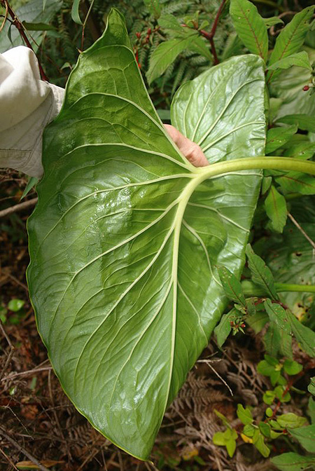 Croatiella integrifolia