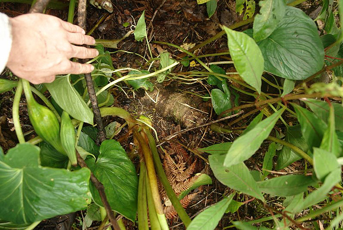 Croatiella integrifolia