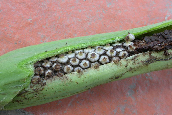 Croatiella integrifolia