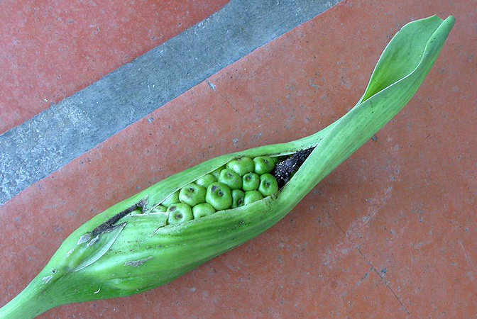 Croatiella integrifolia