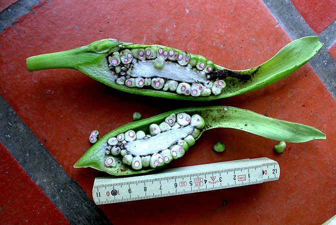 Croatiella integrifolia