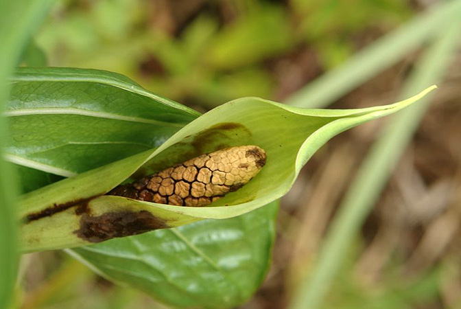 Croatiella integrifolia