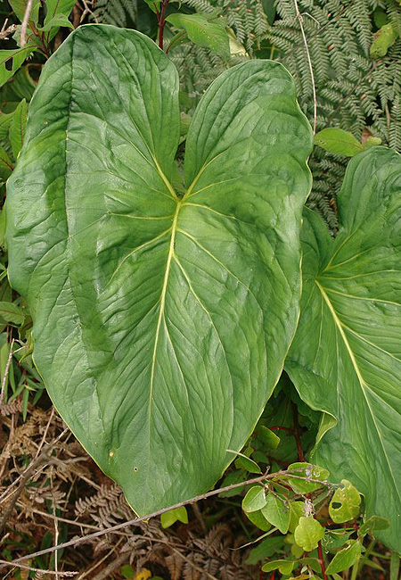 Croatiella integrifolia