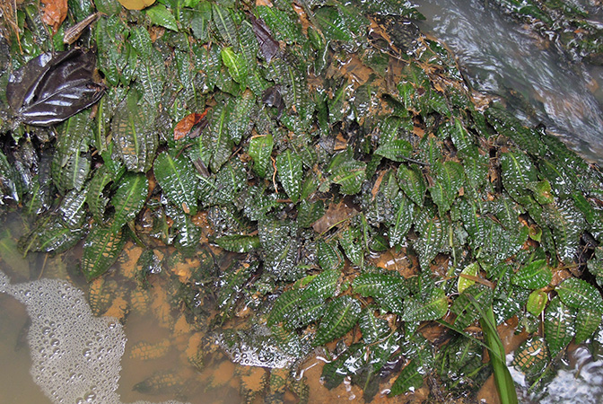 Cryptocoryne affinis