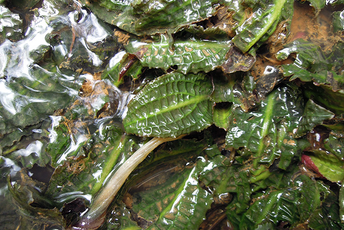 Cryptocoryne affinis