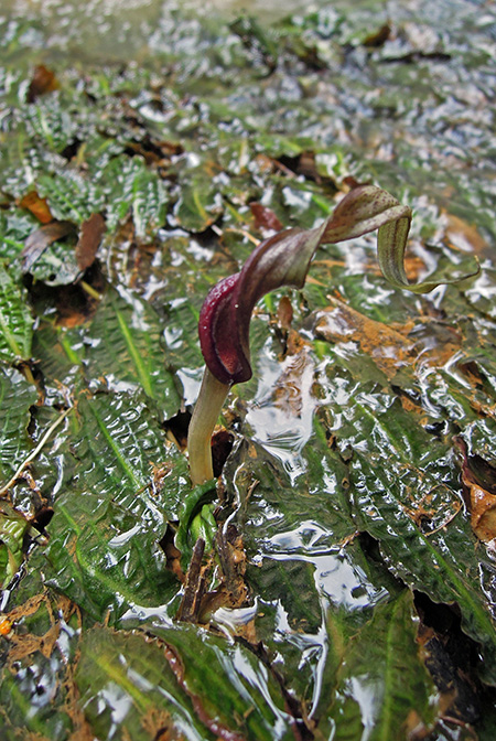 Cryptocoryne affinis