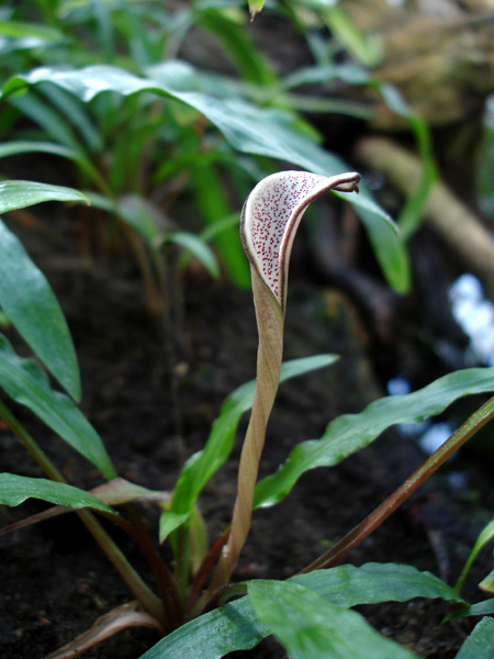 Cryptocoryne albida