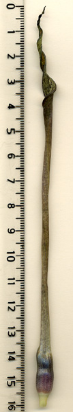 Cryptocoryne crispatula