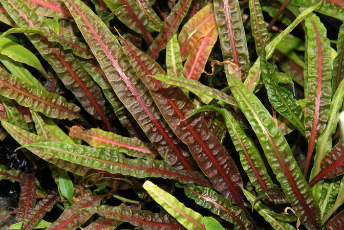 Cryptocoryne crispatula