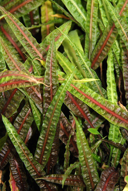 Cryptocoryne crispatula