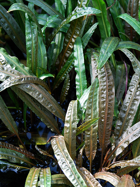 Cryptocoryne crispatula