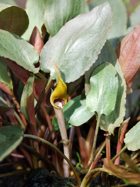 Cryptocoryne becketii