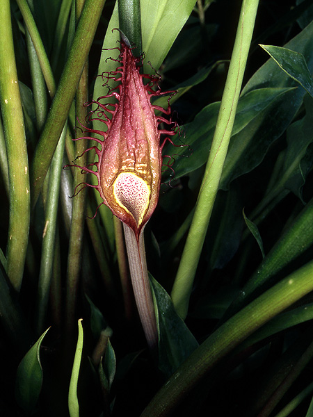 Cryptocoryne ciliata