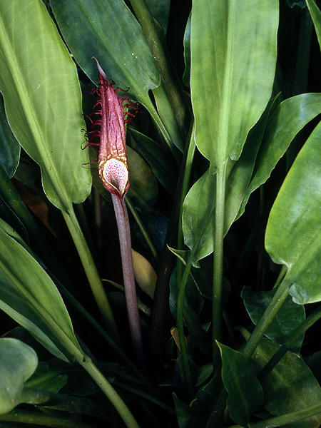 Cryptocoryne ciliata